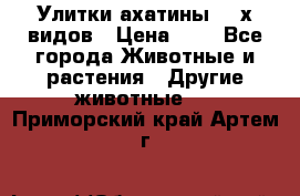 Улитки ахатины  2-х видов › Цена ­ 0 - Все города Животные и растения » Другие животные   . Приморский край,Артем г.